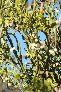 Unravelling the mysteries of mistletoe