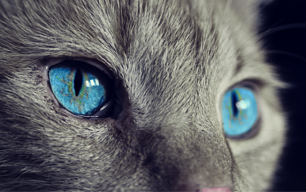 Will your pet be the next psychic superstar?