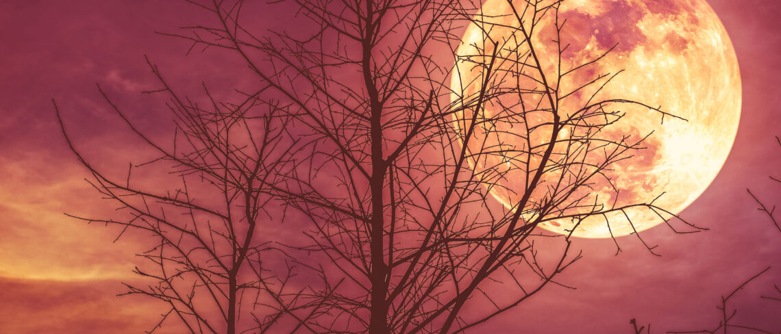 Night landscape of sky and super moon with moonlight behind silhouette of dead tree, serenity nature background. Outdoor at nighttime. The moon taken with my own camera.